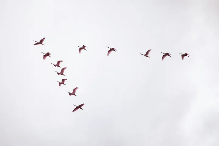 How to Migrate a Datadog Organization: A Step-by-Step Guide Org Migration